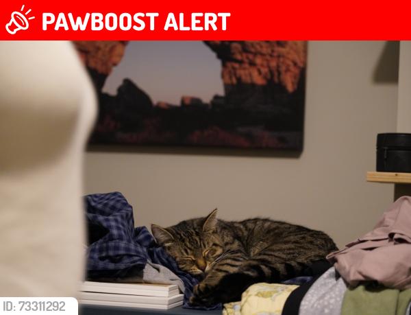 Lost Female Cat last seen Esso, East Sussex, England TN6 2SL