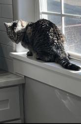 Reunited Female Cat last seen Eastwood St & Pease St, Houston, TX 77023