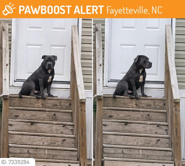 Found/Stray Male Dog last seen Fayetteville NC off Ramsey st, Fayetteville, NC 28311