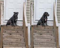 Found/Stray Male Dog last seen Fayetteville NC off Ramsey st, Fayetteville, NC 28311