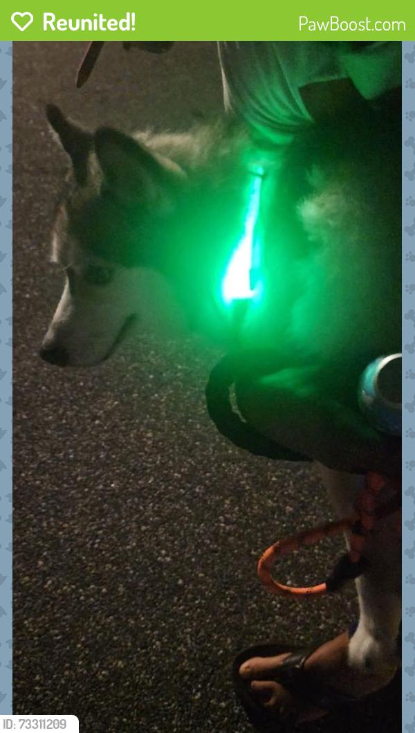 Reunited Male Dog last seen BVL Fire Station, Royal Palm, Autumn Lane, Kissimmee, FL 34743