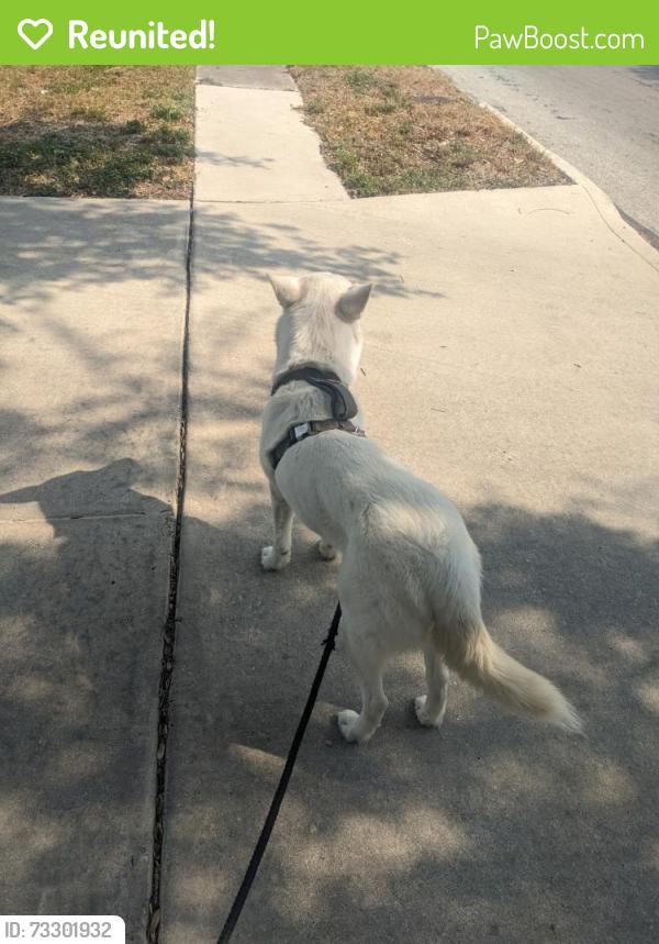 Reunited Female Dog last seen Callabra, San Antonio, TX 78251