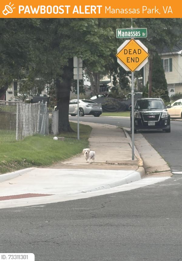 Found/Stray Unknown Dog last seen Near Travis Street in Manassas Park also near the police station, Manassas Park, VA 20111