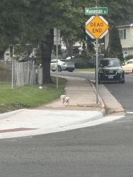 Found/Stray Unknown Dog last seen Near Travis Street in Manassas Park also near the police station, Manassas Park, VA 20111