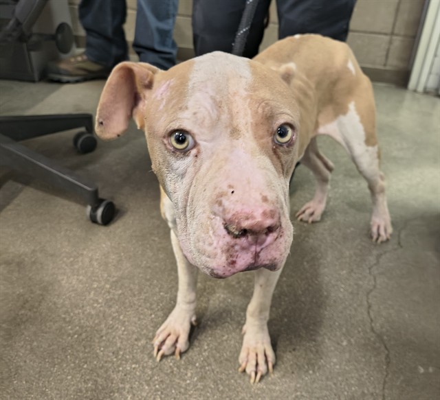 Shelter Stray Female Dog last seen , 4000 N Silverbell Rd, Tucson, AZ 85745, USA