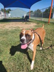 Shelter Stray Male Dog last seen Near BLOCK MILES AVE, 3528 Newburg Rd, Louisville, KY 40218, USA