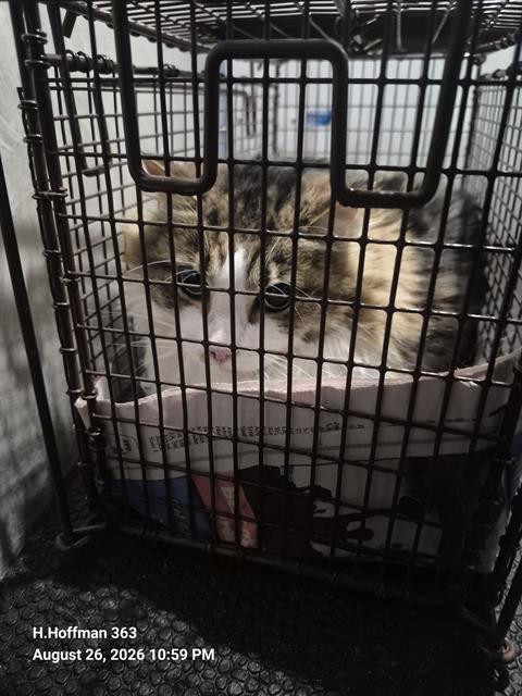 Shelter Stray Male Cat last seen Near BLOCK OF BLACKSTONE CREEK, 4710 TX-151, San Antonio, TX 78227, USA