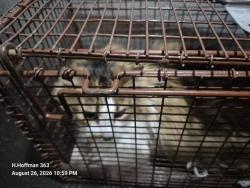 Shelter Stray Male Cat last seen Near BLOCK OF BLACKSTONE CREEK, 4710 TX-151, San Antonio, TX 78227, USA