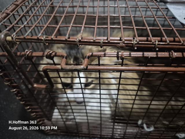 Shelter Stray Male Cat last seen Near BLOCK OF BLACKSTONE CREEK, 4710 TX-151, San Antonio, TX 78227, USA