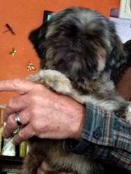 Reunited Female Dog last seen juliet mott park, Flint, MI 48502