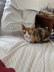 Lost Female Cat last seen Quail Ridge apmts, Plainsboro Township, NJ 08536