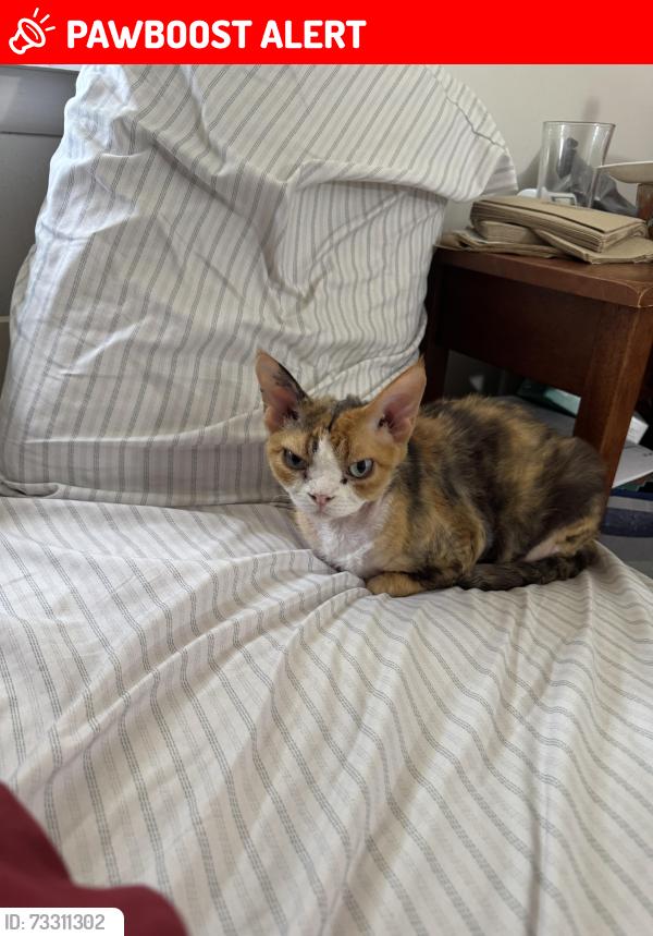 Lost Female Cat last seen Quail Ridge apmts, Plainsboro Township, NJ 08536