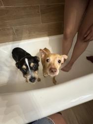 Lost Male Dog last seen Park on Cherry and 17th, Rio Rancho, NM 87124