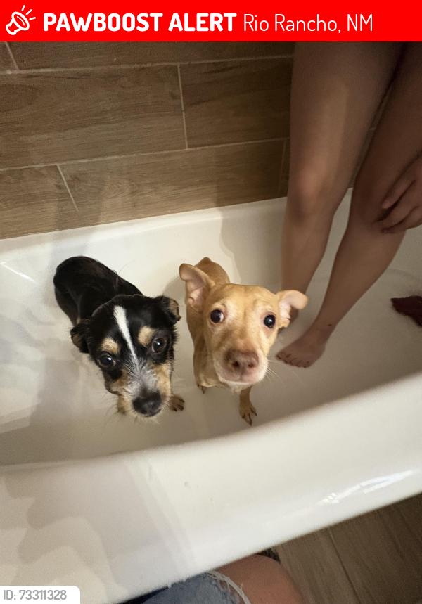 Lost Male Dog last seen Park on Cherry and 17th, Rio Rancho, NM 87124