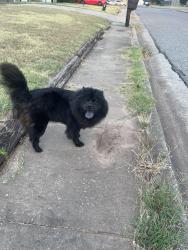 Found/Stray Unknown Dog last seen Pennington ave, 15th st, Edmond, OK 73012