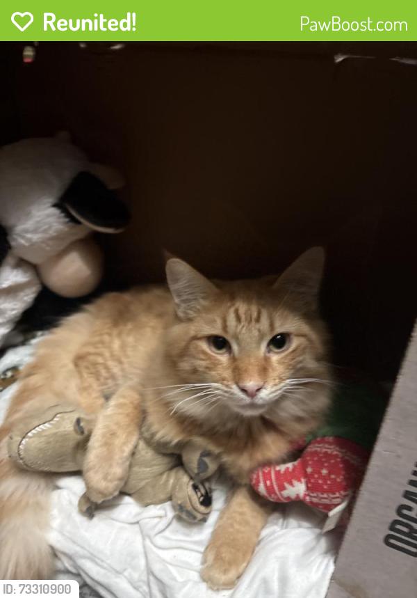 Reunited Male Cat last seen Brimridge Ln, Houston, TX 77048, USA, Houston, TX 77048