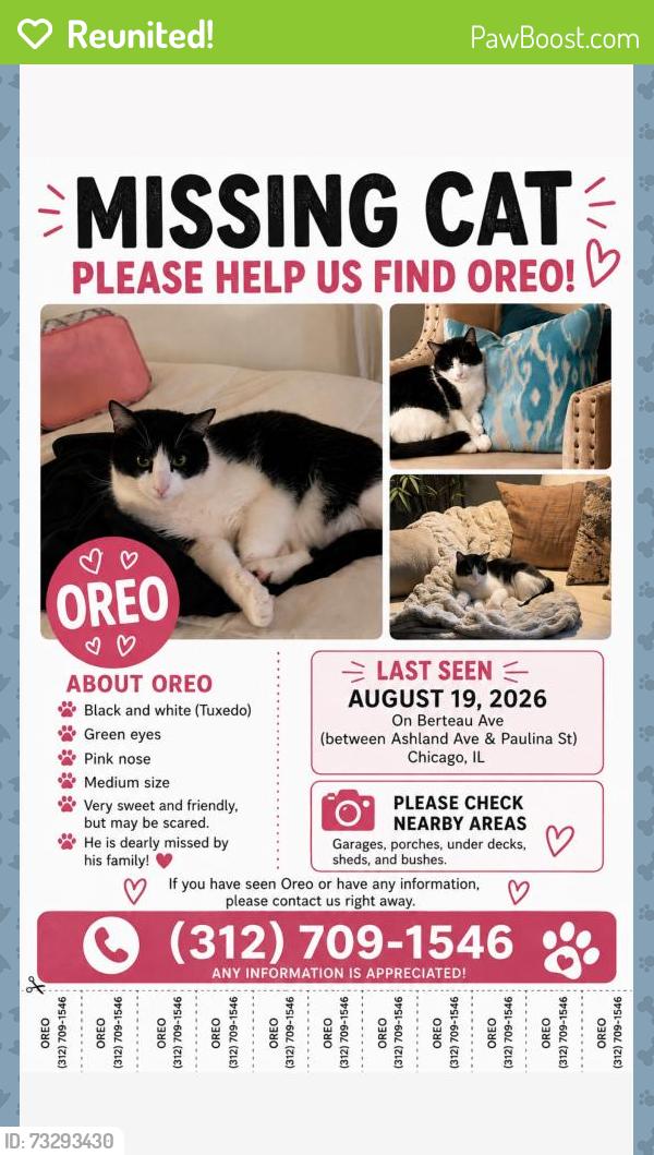 Reunited Male Cat last seen Berteau Ave, Chicago, IL 60613