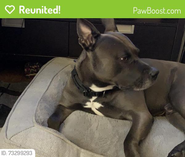 Reunited Male Dog last seen 7Street and Nedro Ave, Philadelphia, PA 19120