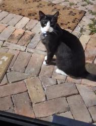 Reunited Male Cat last seen SW 19 TERR BETWEEN 27 AND 29 AVE, Miami, FL 33145