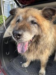 Reunited Unknown Dog last seen Millstone and Beckett’s Ridge, Hillsborough, NC, Hillsborough, NC 27278