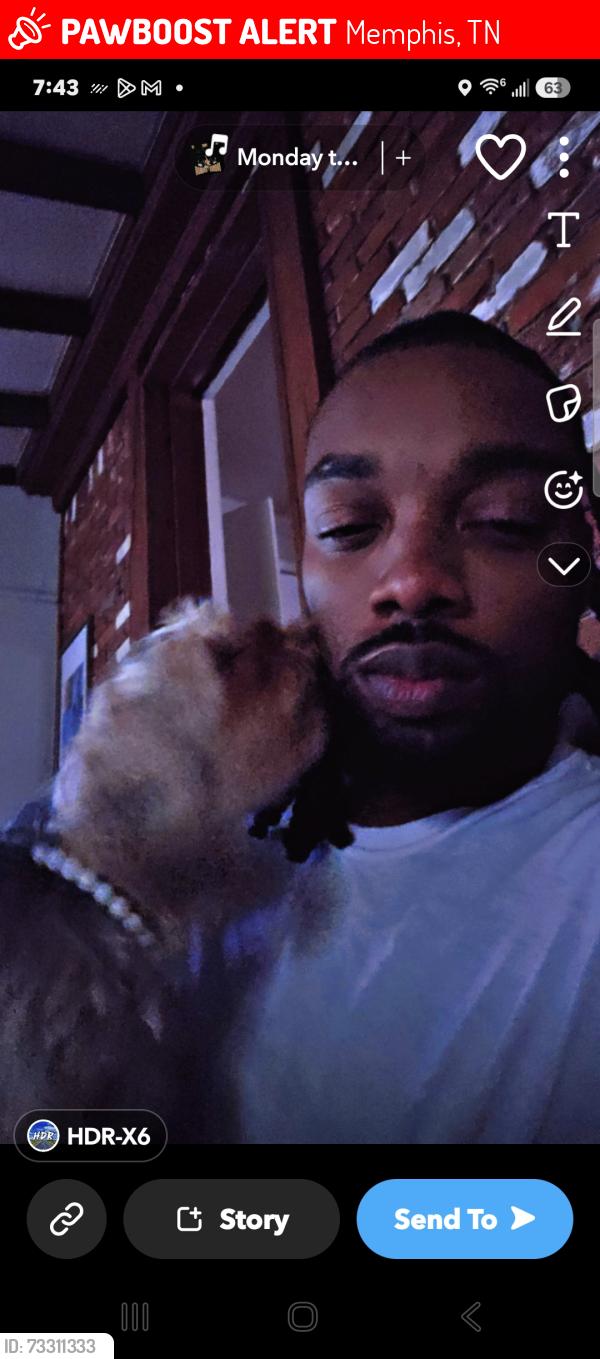 Lost Female Dog last seen Millbranch Holmes Elvis presley, Memphis, TN 38116