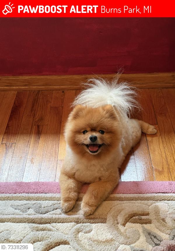Lost Male Dog last seen Clark road & Hogback, Burns Park, MI 48105