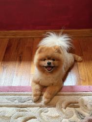 Lost Male Dog last seen Clark road & Hogback, Burns Park, MI 48105