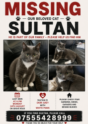 Reunited Male Cat last seen Grove Road, Leicester, Leicester, England LE5 3HG