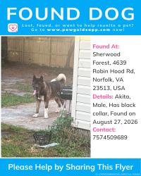 Reunited Male Dog last seen Robin Hood road Right by Sherwood Forest Elementary, Norfolk, VA 23513