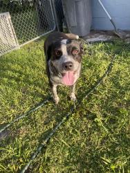 Reunited Unknown Dog last seen Powell rd, Dunnellon, FL 34434