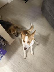 Reunited Female Dog last seen Grumps Burgers, Cleburne, TX 76031