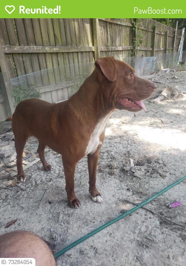 Reunited Male Dog last seen Deer Creek, Zachary, LA 70791