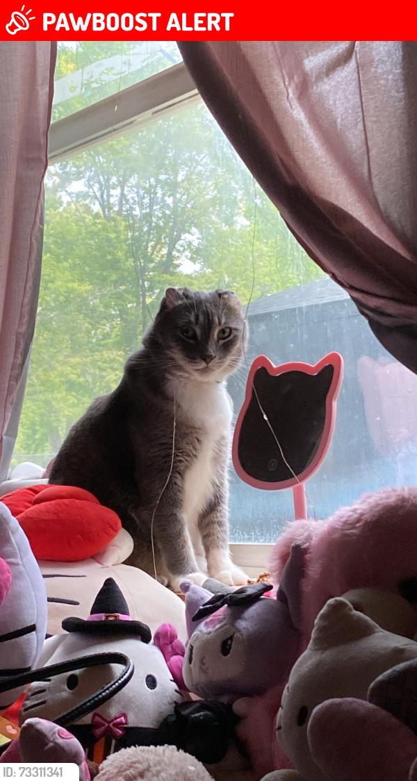 Lost Female Cat last seen Emerald Hills Village, Inver Grove Heights, MN 55076