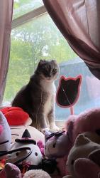 Lost Female Cat last seen Emerald Hills Village, Inver Grove Heights, MN 55076