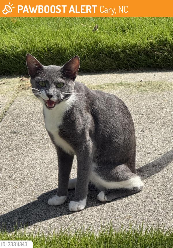 Found/Stray Unknown Cat last seen Mcrimmon parkway Darlington oak drive, Cary, NC 27519