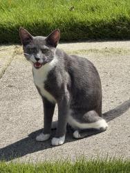 Found/Stray Unknown Cat last seen Mcrimmon parkway Darlington oak drive, Cary, NC 27519