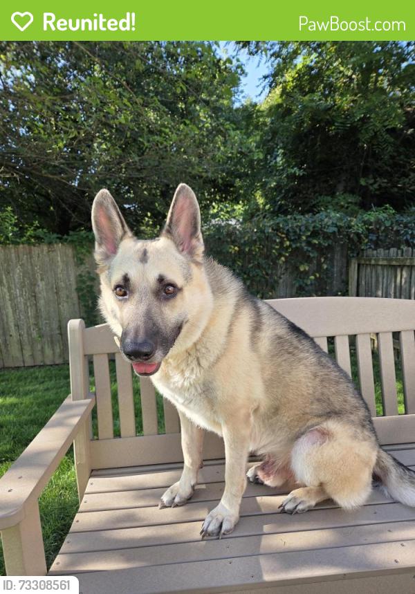 Reunited Male Dog last seen Cooper Rd. and Stoneshead Ct., Westerville, OH, Northland, OH 43081