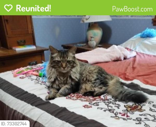 Reunited Male Cat last seen Hwy 40, Independence, MO 64055