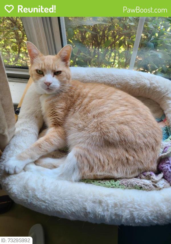 Reunited Male Cat last seen Waldren Way, Waldren Drive, Lorton, VA 22079