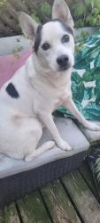 Found/Stray Male Dog last seen Amherst Ridge, Knoxville, TN 37909