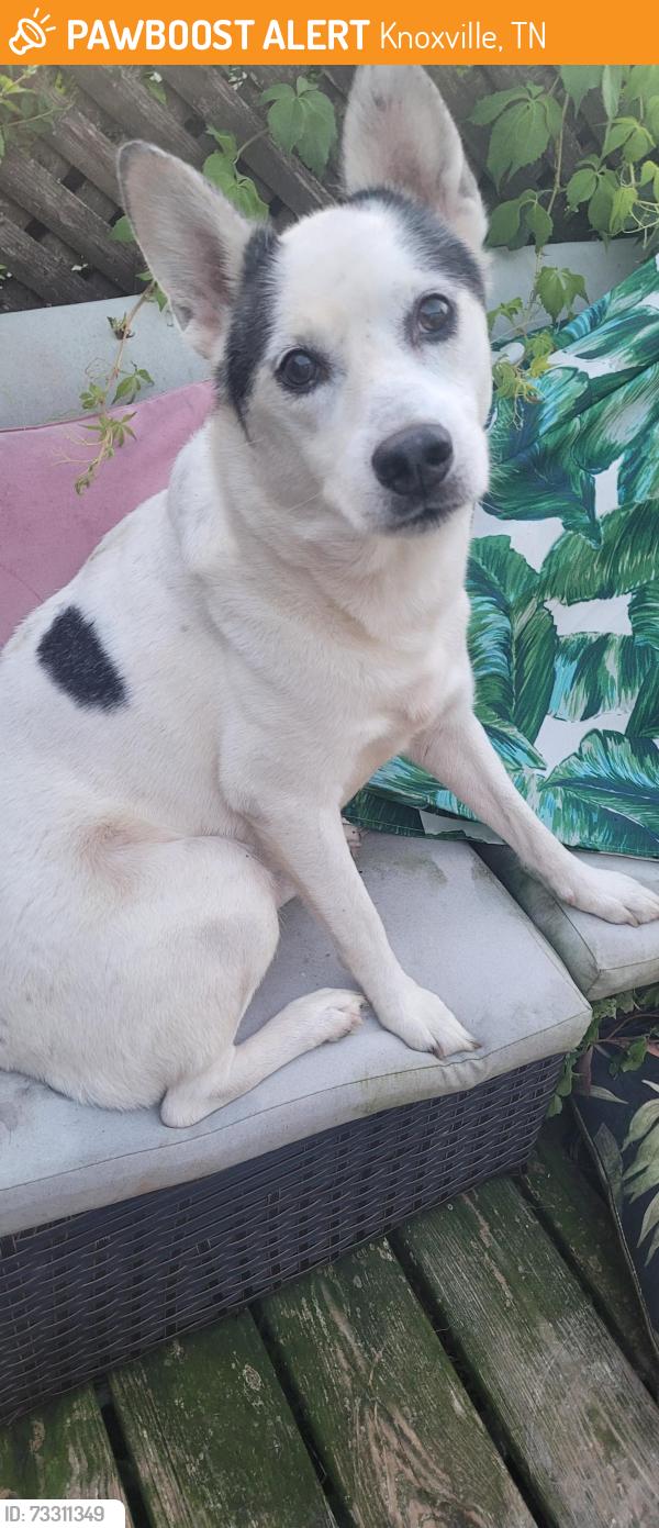 Found/Stray Male Dog last seen Amherst Ridge, Knoxville, TN 37909