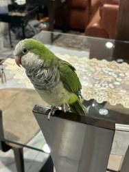 Lost Unknown Bird last seen 6th st 34113, Naples, FL 34112
