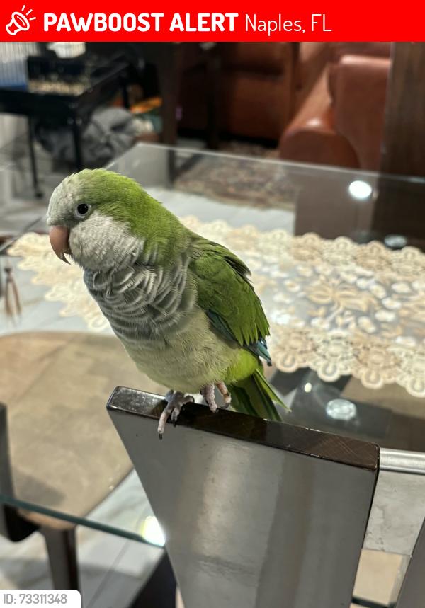 Lost Unknown Bird last seen 6th st 34113, Naples, FL 34112