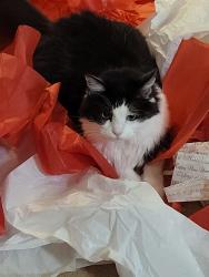 Reunited Female Cat last seen Bertram Dr. Mansfield, Mansfield, TX 76063