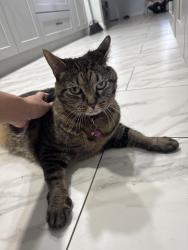 Reunited Female Cat last seen Coral bell ct, Azalea Park, FL 32807