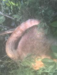 Found/Stray Female Cat last seen S Hamilton Rd and Rocky Fork Dr S, Gahanna, OH, Gahanna, OH 43230