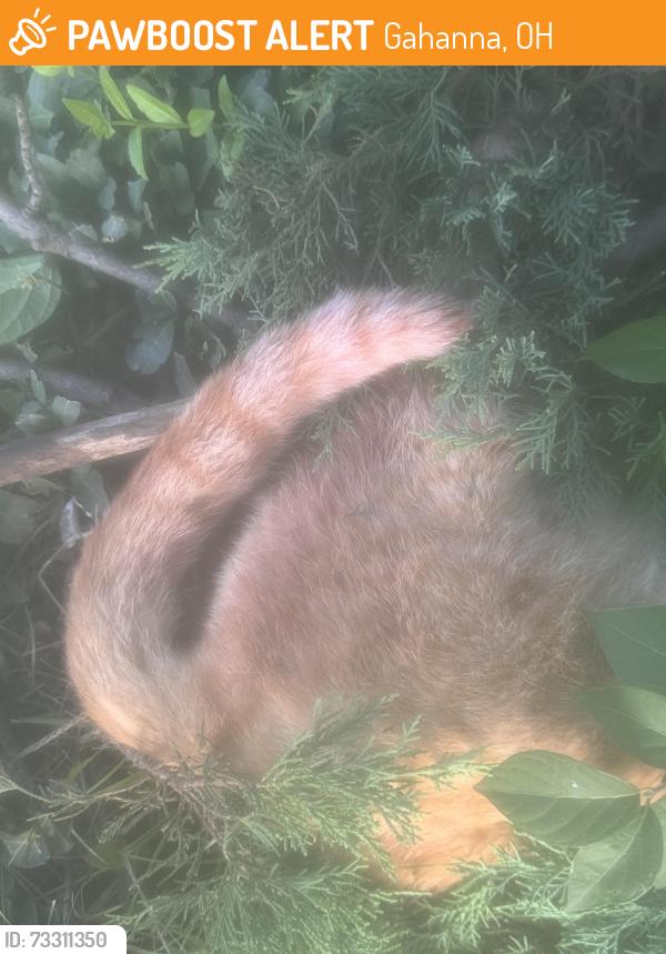Found/Stray Female Cat last seen S Hamilton Rd and Rocky Fork Dr S, Gahanna, OH, Gahanna, OH 43230