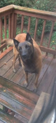 Reunited Male Dog last seen Moseley Crossing Court/Hemphill, Stockbridge, GA 30281