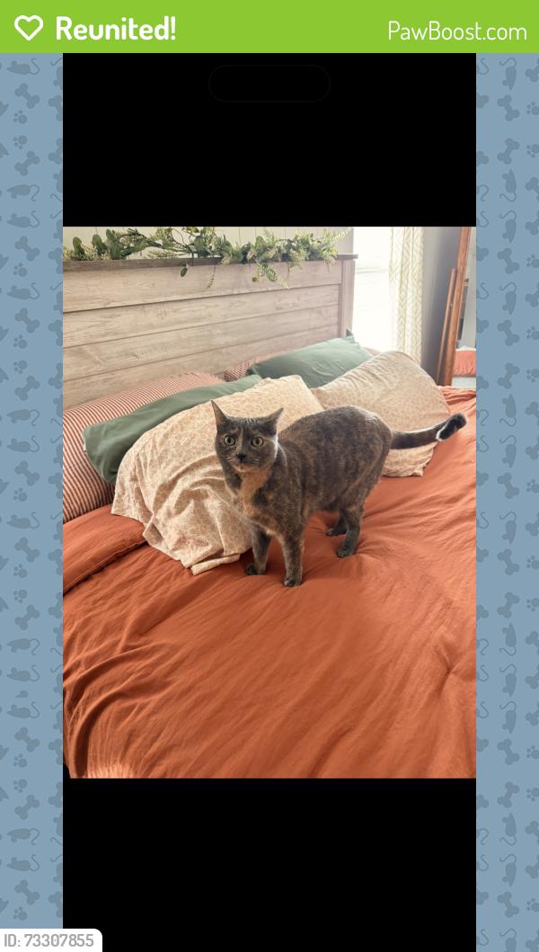 Reunited Female Cat last seen Railroad St. Post Office, Richfield, WI 53076