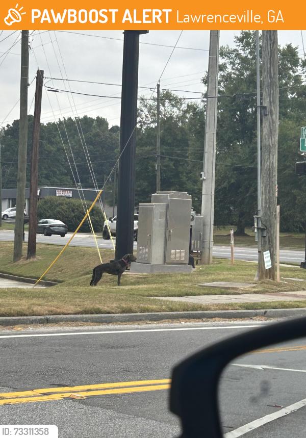 Found/Stray Unknown Dog last seen grayson hwy, Lawrenceville, GA 30046